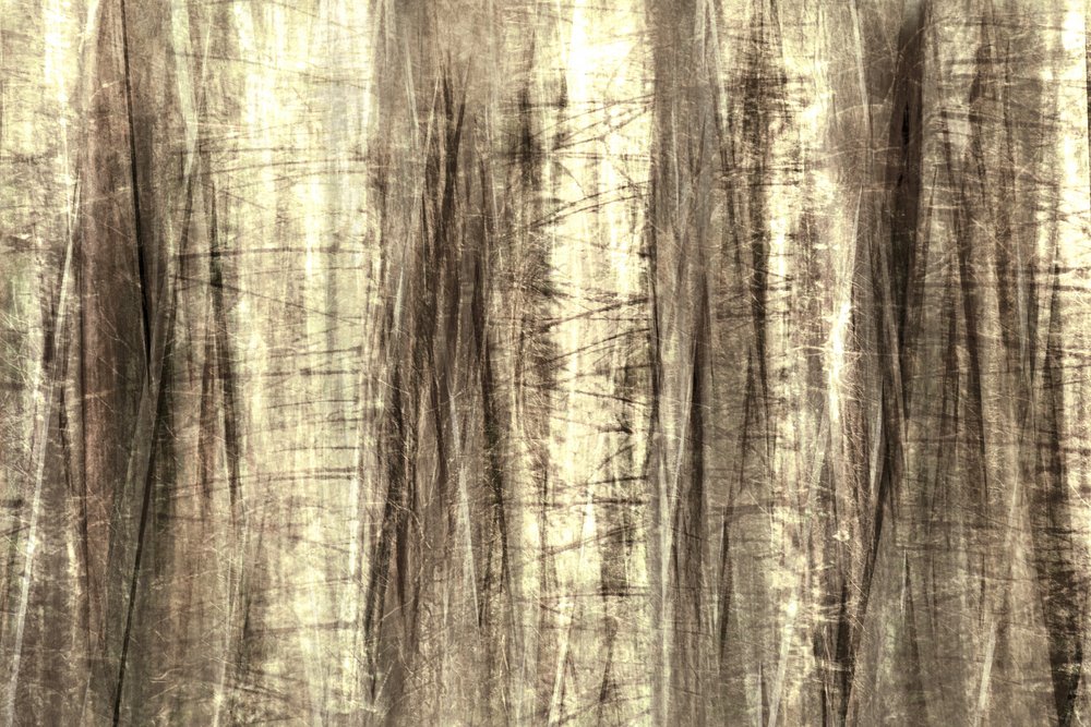 Linee da foresta da sogno da Christina Sillen