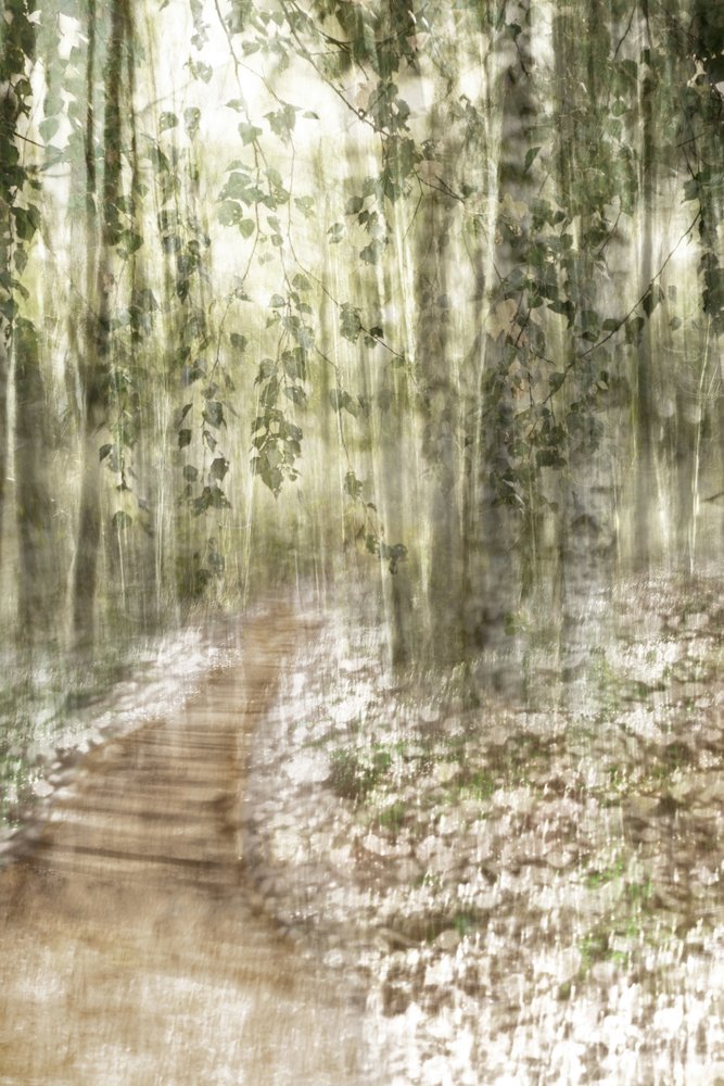Sentiero da sogno nella foresta da Christina Sillen