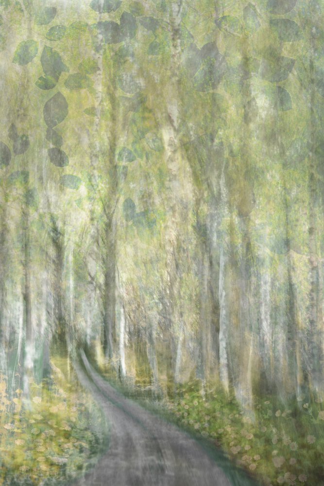 Sentiero da sogno nella foresta da Christina Sillen