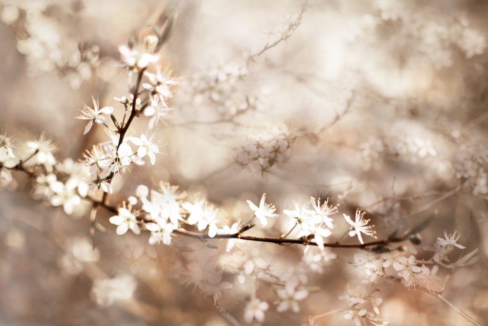 Fiori bianchi da sogno da Christina Sillen