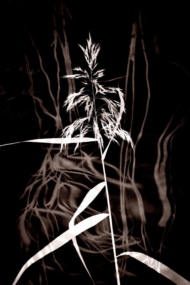 Elegant Sepia Reed da Christina Sillen