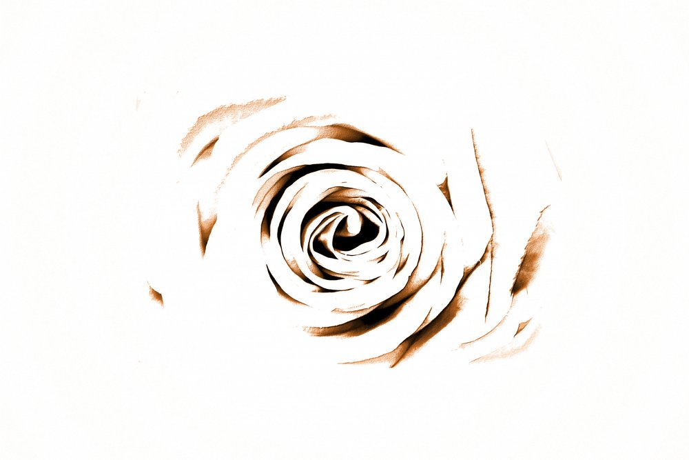 Elegante Sepia Rose da Christina Sillen