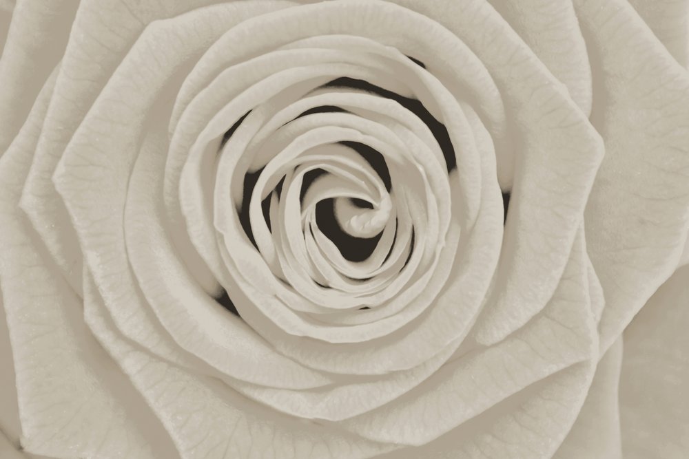 Elegante rosa bianca da Christina Sillen