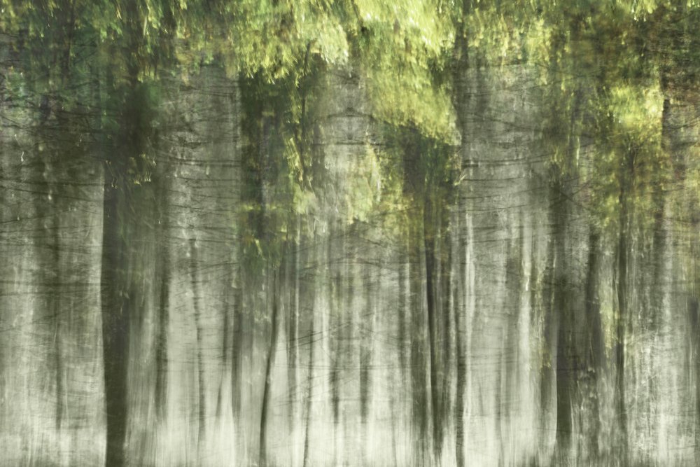Luce della foresta eterea da Christina Sillen