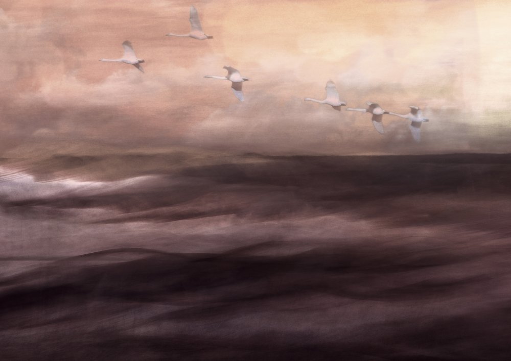 Il volo etereo del cigno da Christina Sillen