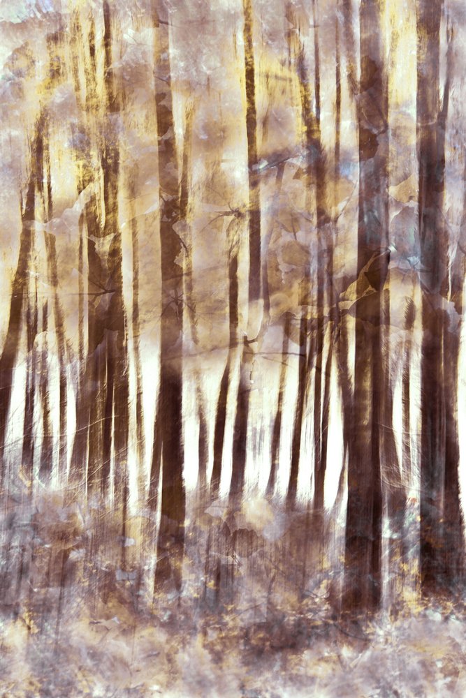 Foresta invernale eterea da Christina Sillen