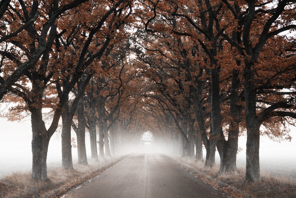 Un tunnel di alberi autunnali avvolto nella nebbia da Christina Sillen