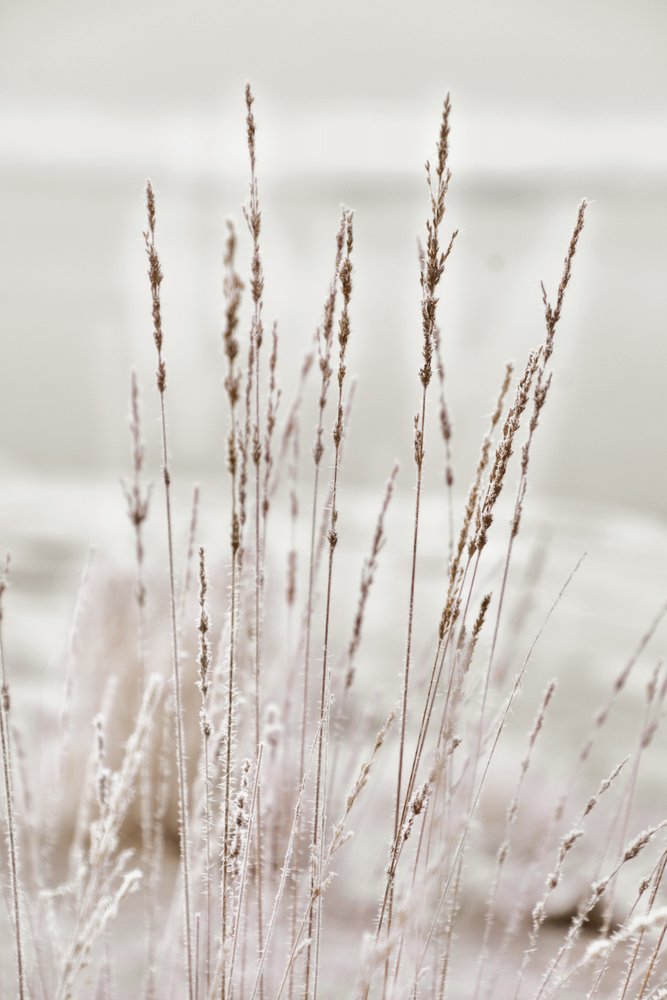 Erba invernale ricoperta di brina da Christina Sillen