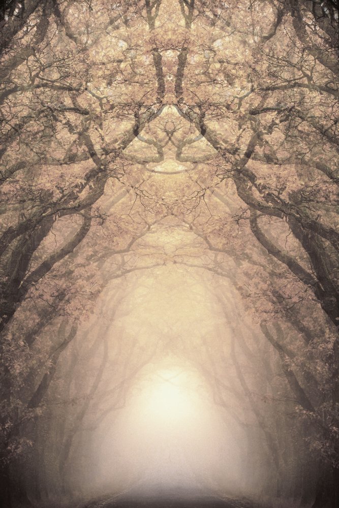 Il tunnel di alberi illuminati da Christina Sillen