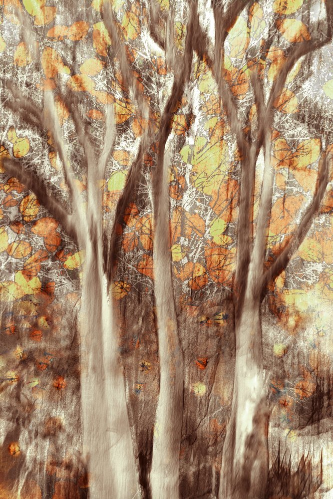 Foresta d