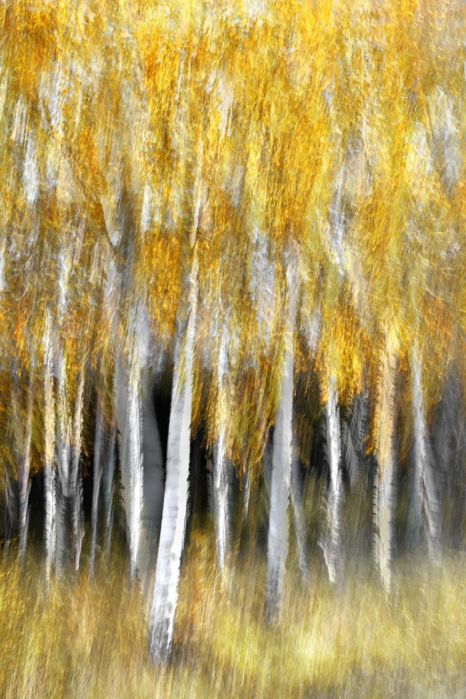 Foresta d