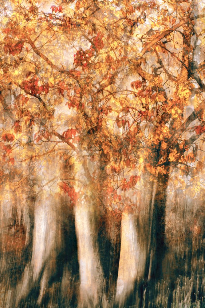 Sfocatura della foresta in autunno dorato da Christina Sillen