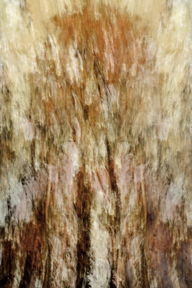 Impressione della Foresta Dorata da Christina Sillen
