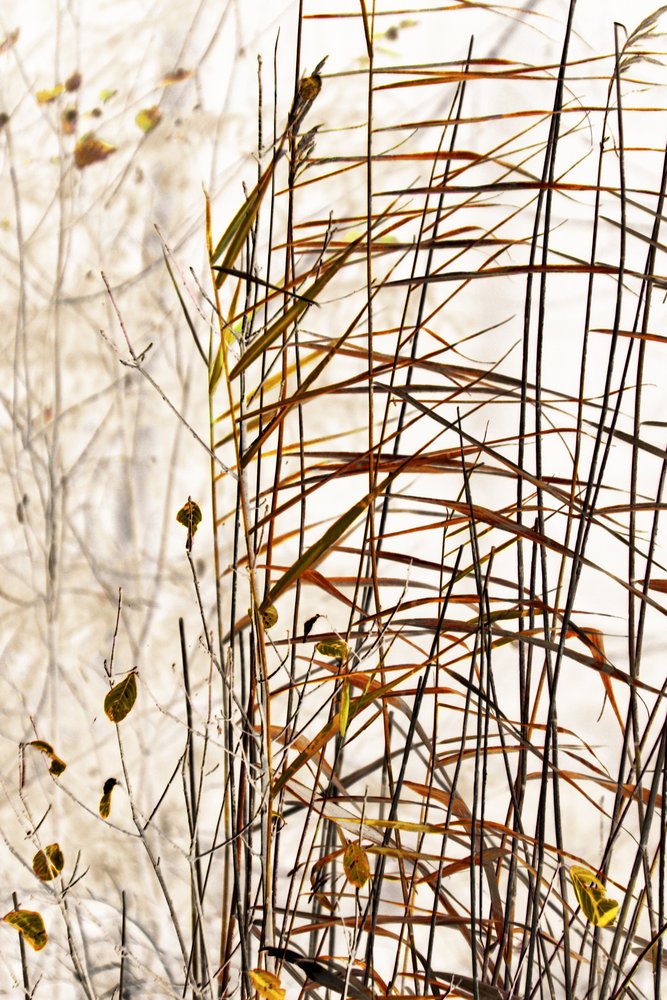 Ance Golden Winter da Christina Sillen