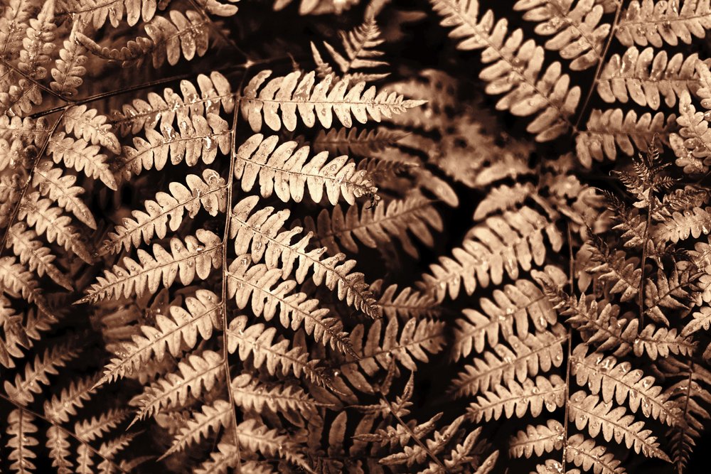 Intricate felci color seppia da Christina Sillen