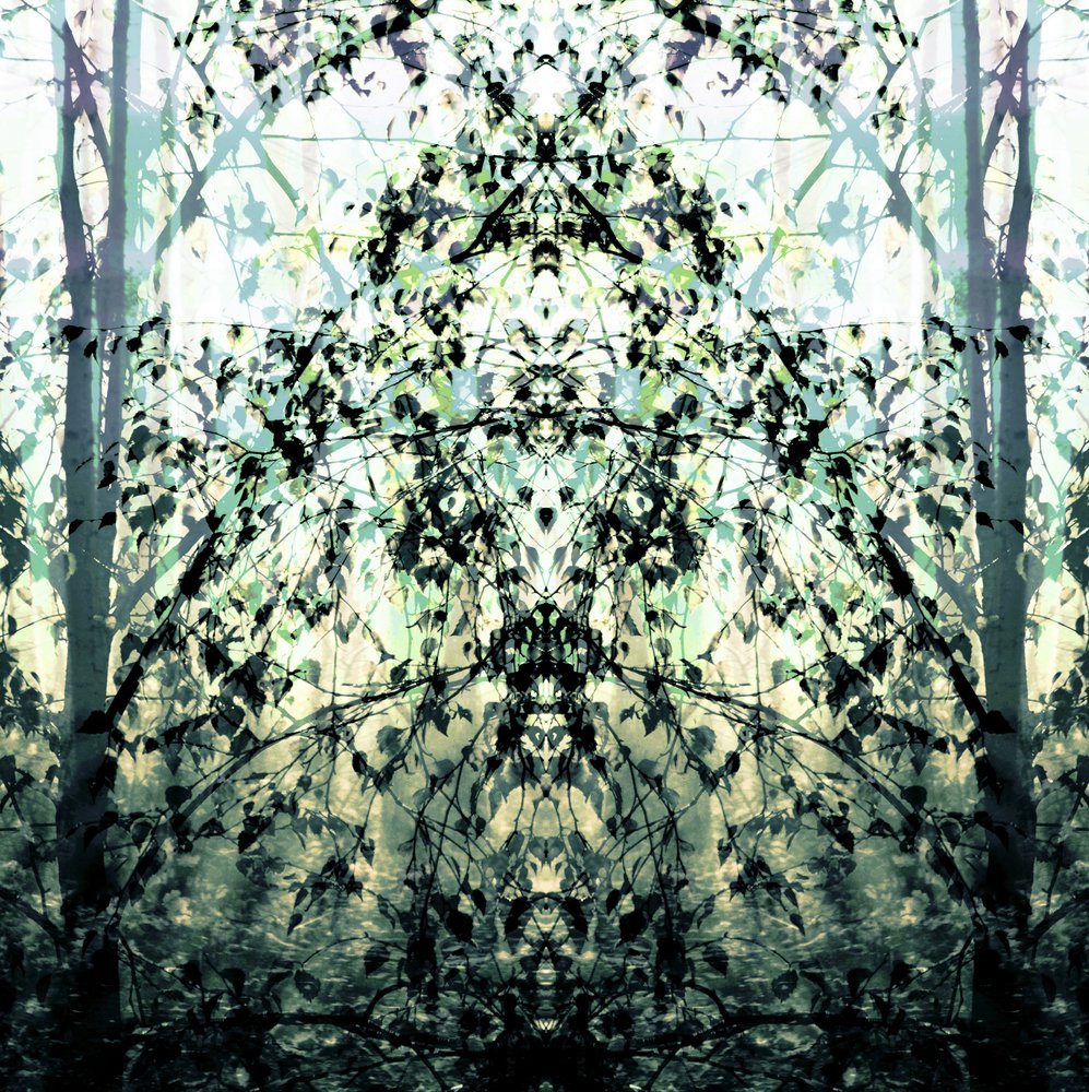 Il sogno della foresta specchiata da Christina Sillen