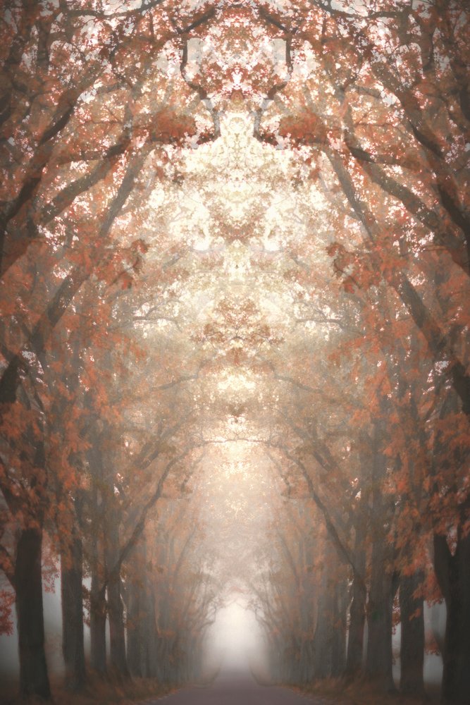 Viale autunnale nella nebbia da Christina Sillen