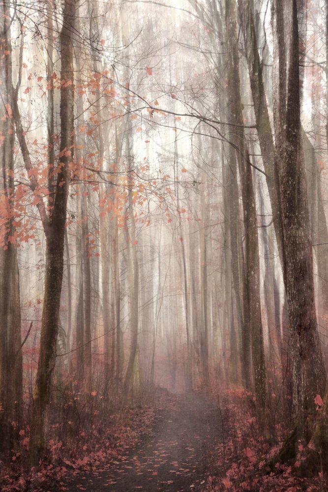 Sentiero nella foresta autunnale avvolta dalla nebbia da Christina Sillen