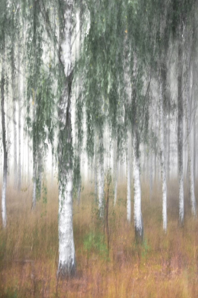 Foresta di betulle avvolta dalla nebbia da Christina Sillen