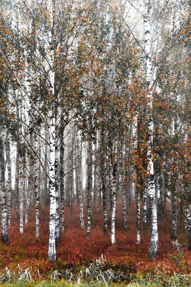 Bosco di betulle avvolto nella nebbia da Christina Sillen