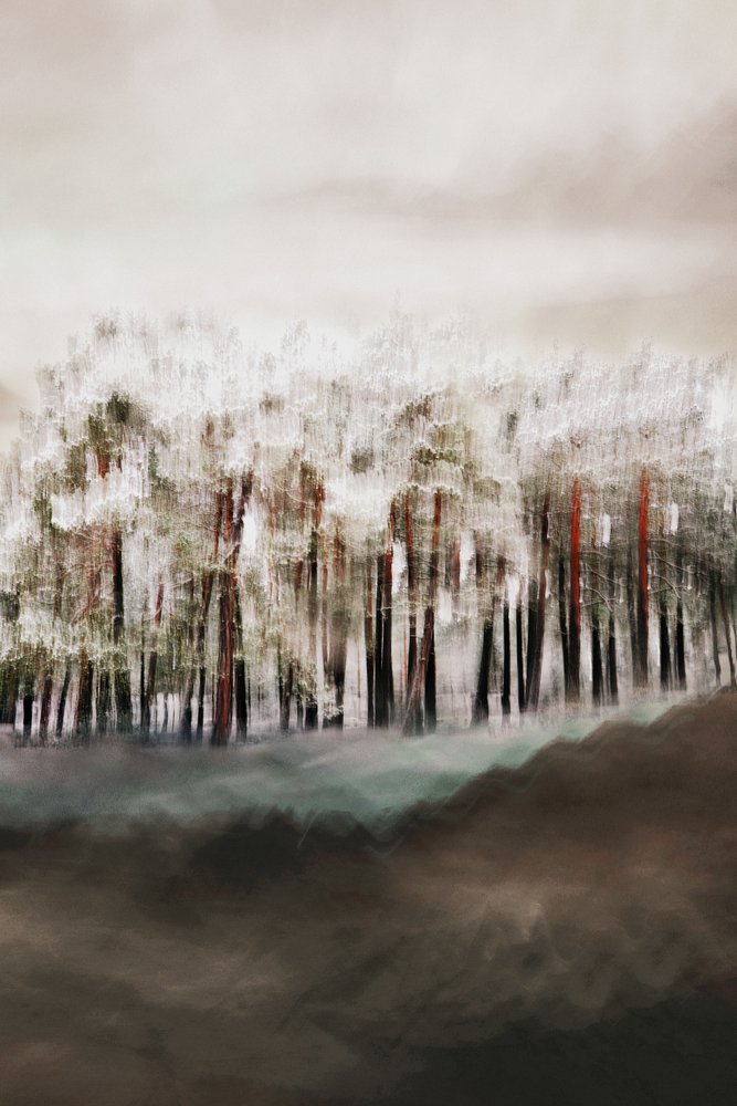 La serenità della foresta nebbiosa da Christina Sillen