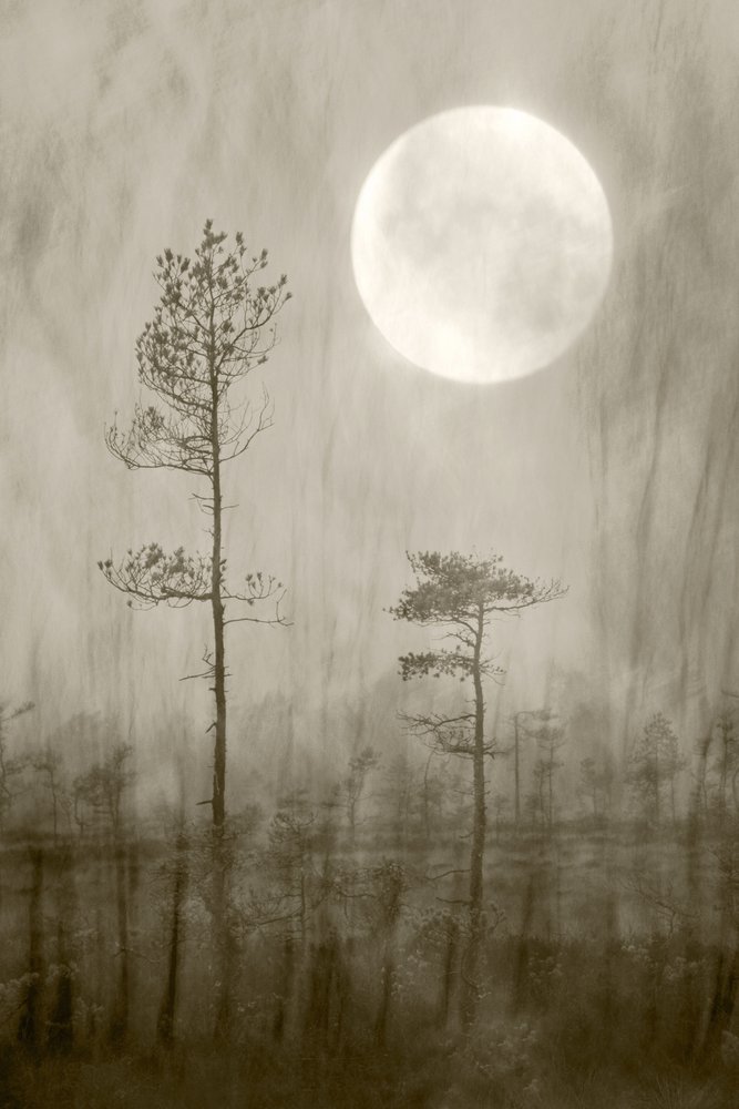 Misty Moon - Il libro da Christina Sillen
