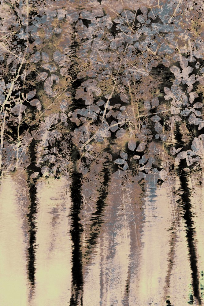 Riflessioni sulla foresta di Moody da Christina Sillen
