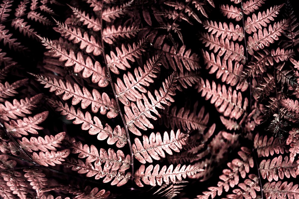 Felci rosa malinconiche da Christina Sillen