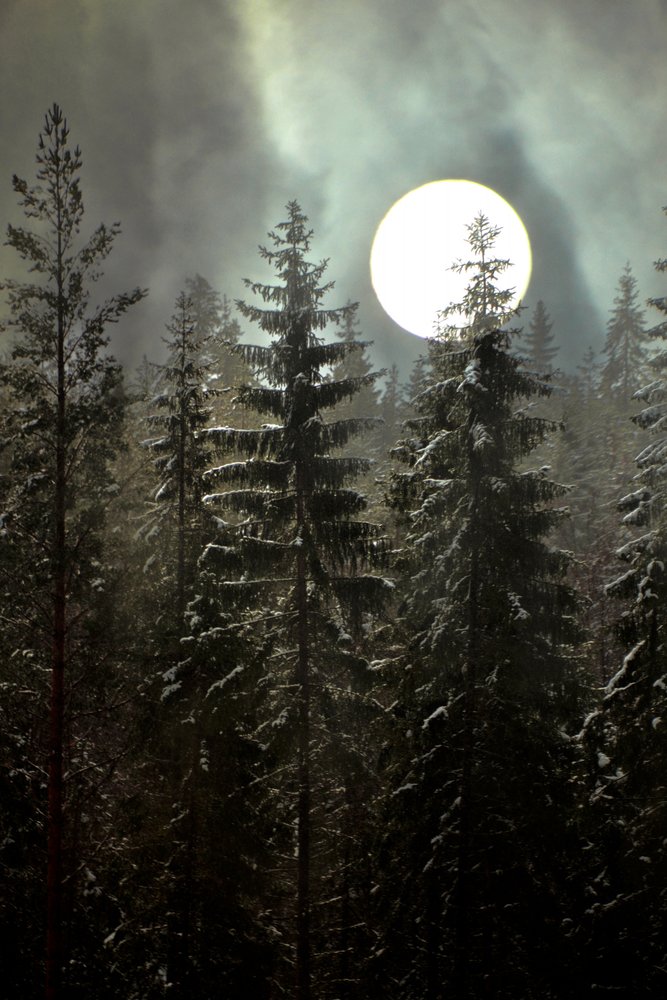 Foresta invernale al chiaro di luna da Christina Sillen