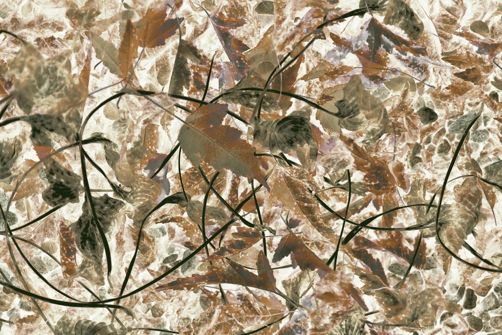 Fogliame della foresta dai colori tenui da Christina Sillen