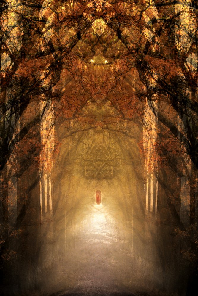 Il tunnel della foresta mistica da Christina Sillen