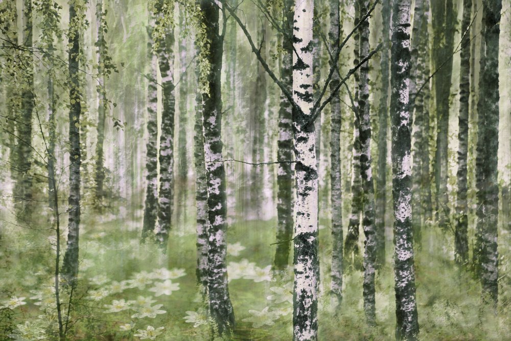 Tranquilla foresta di betulle da Christina Sillen
