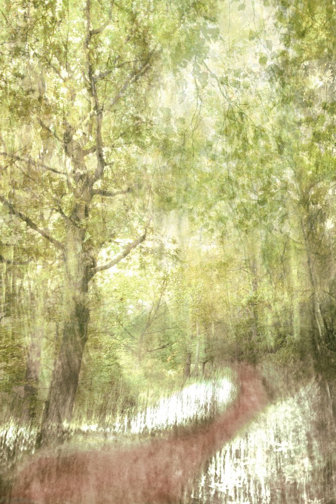 Cervo della foresta tranquilla da Christina Sillen
