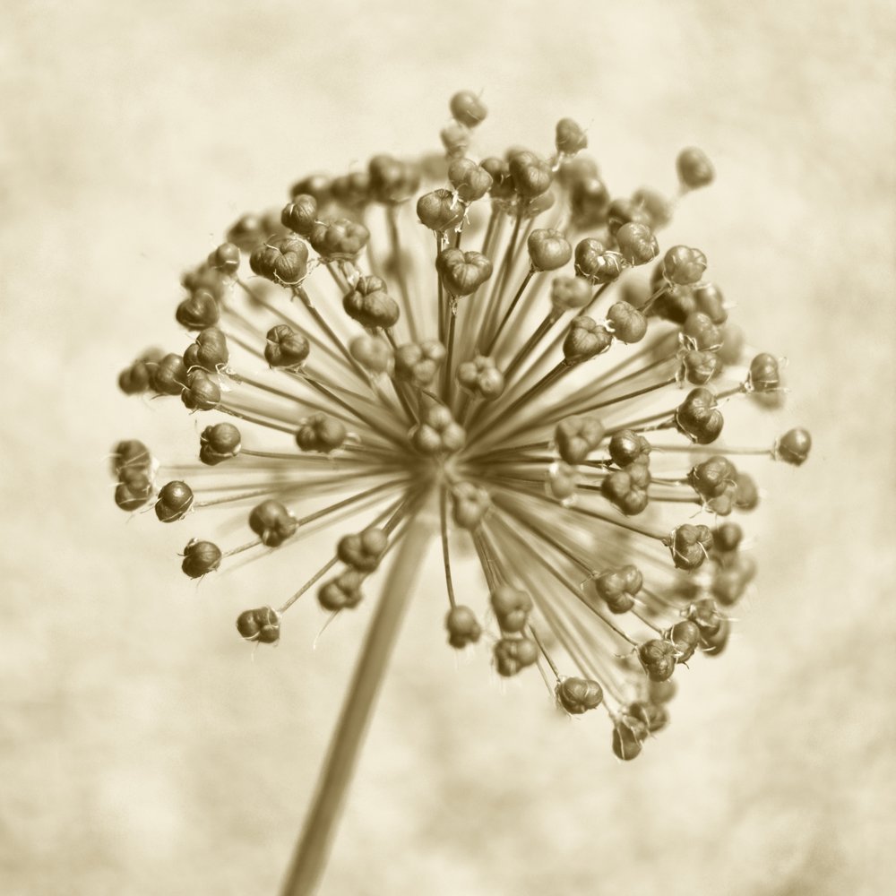 Sfera di Allium color seppia da Christina Sillen