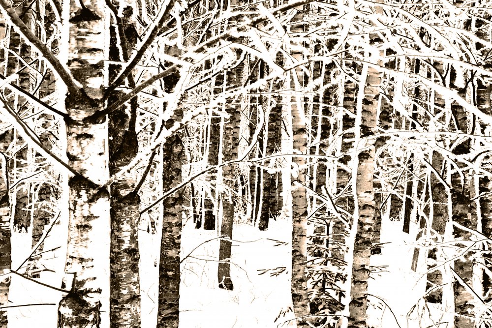 Foresta di betulle innevata da Christina Sillen