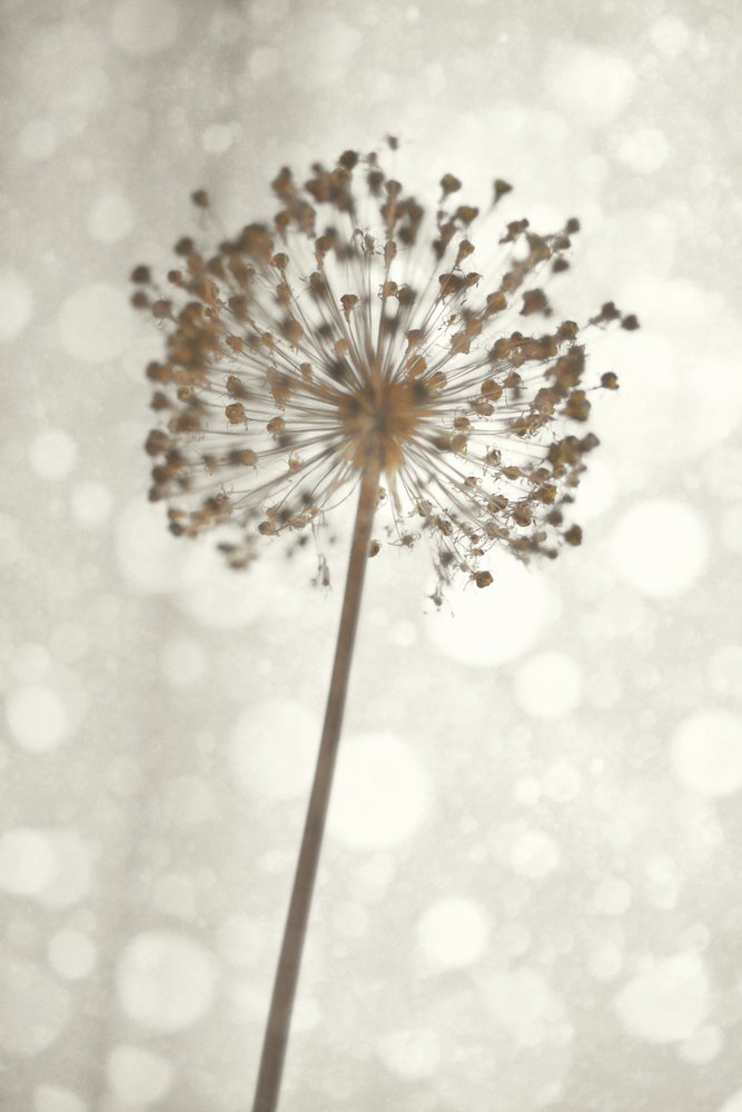 Delicato fiore di Allium da Christina Sillen