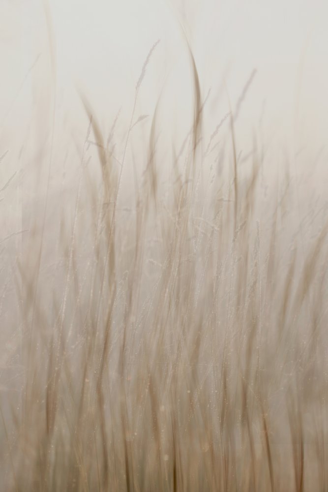 Erba beige chiaro da Christina Sillen