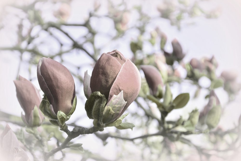 Boccioli di magnolia morbidi da Christina Sillen