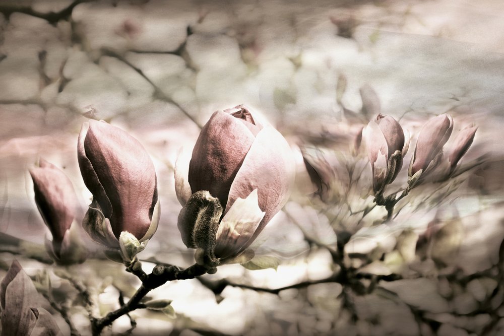 Boccioli di magnolia morbidi da Christina Sillen