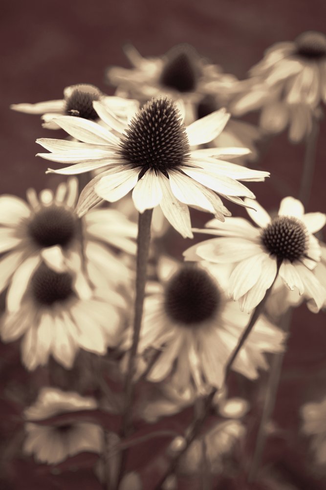 Echinacee Soft Sepia da Christina Sillen