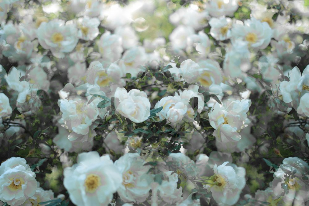 Rose bianche delicate da Christina Sillen