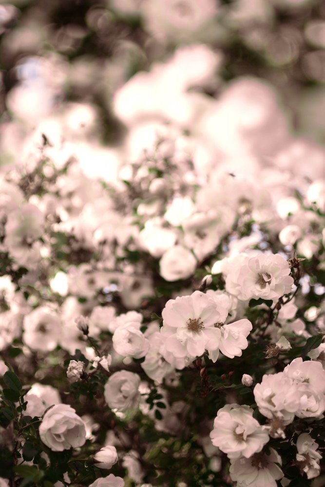 Rose bianche delicate da Christina Sillen