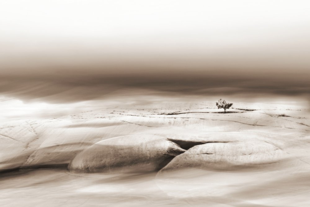 Albero solitario nel deserto da Christina Sillen