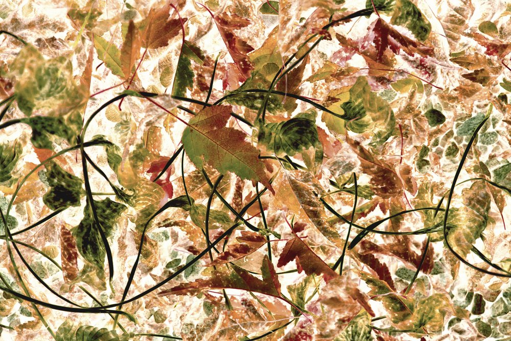 Fogliame autunnale intrecciato da Christina Sillen