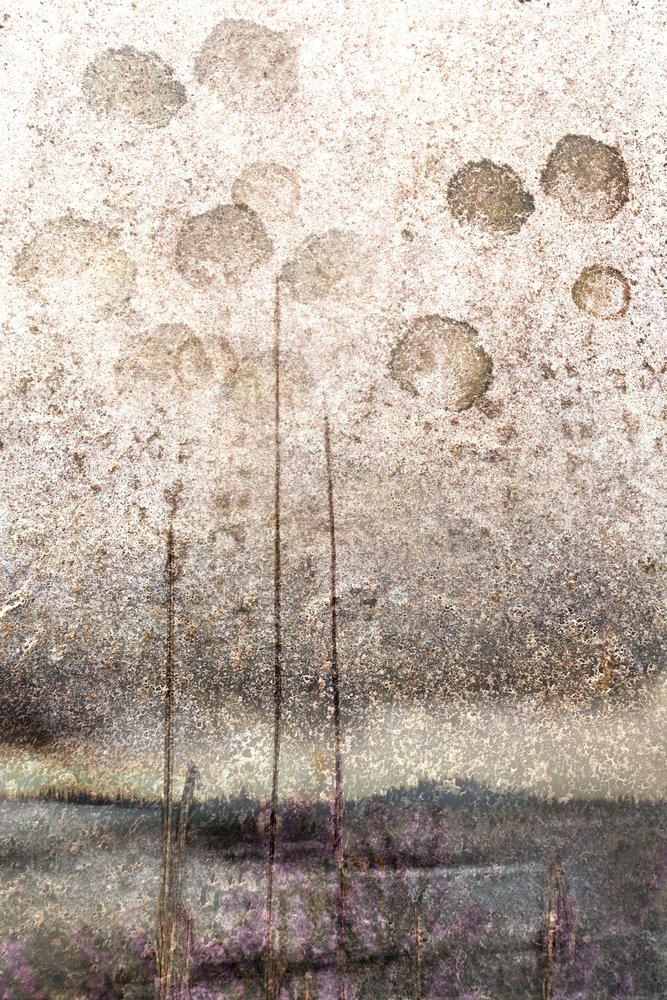 Canne lacustri con texture da Christina Sillen
