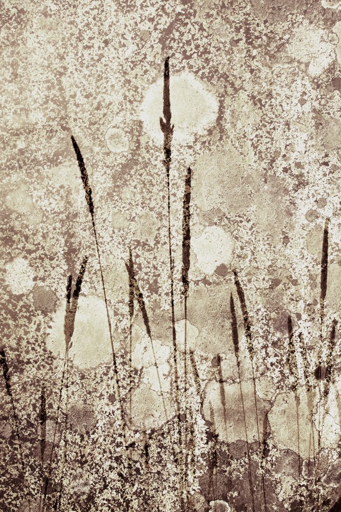 Erba selvatica con texture da Christina Sillen