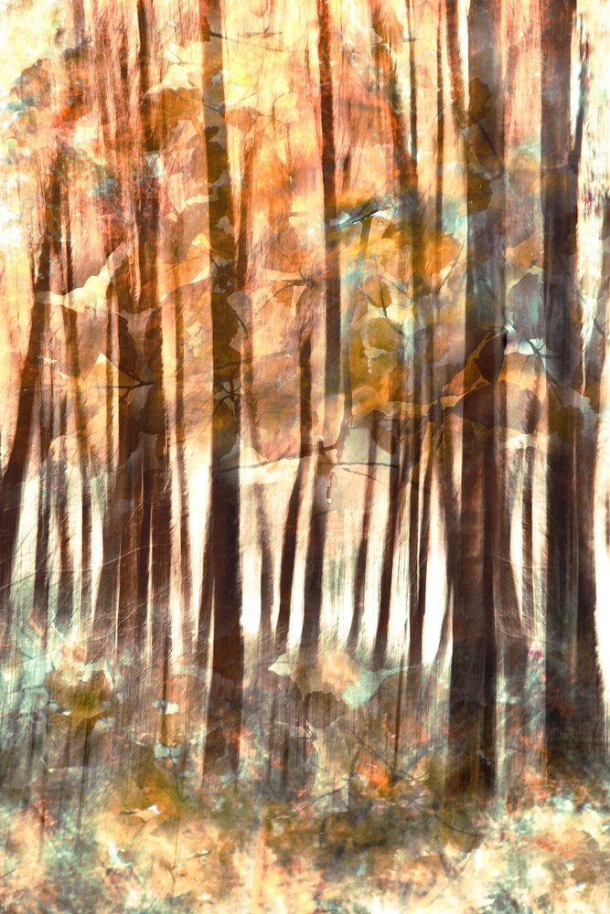 Caldo bagliore della foresta da Christina Sillen