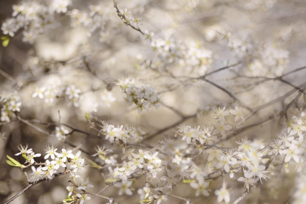 Fiori bianchi di primavera da Christina Sillen