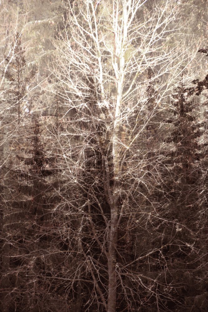Luce nella foresta invernale da Christina Sillen