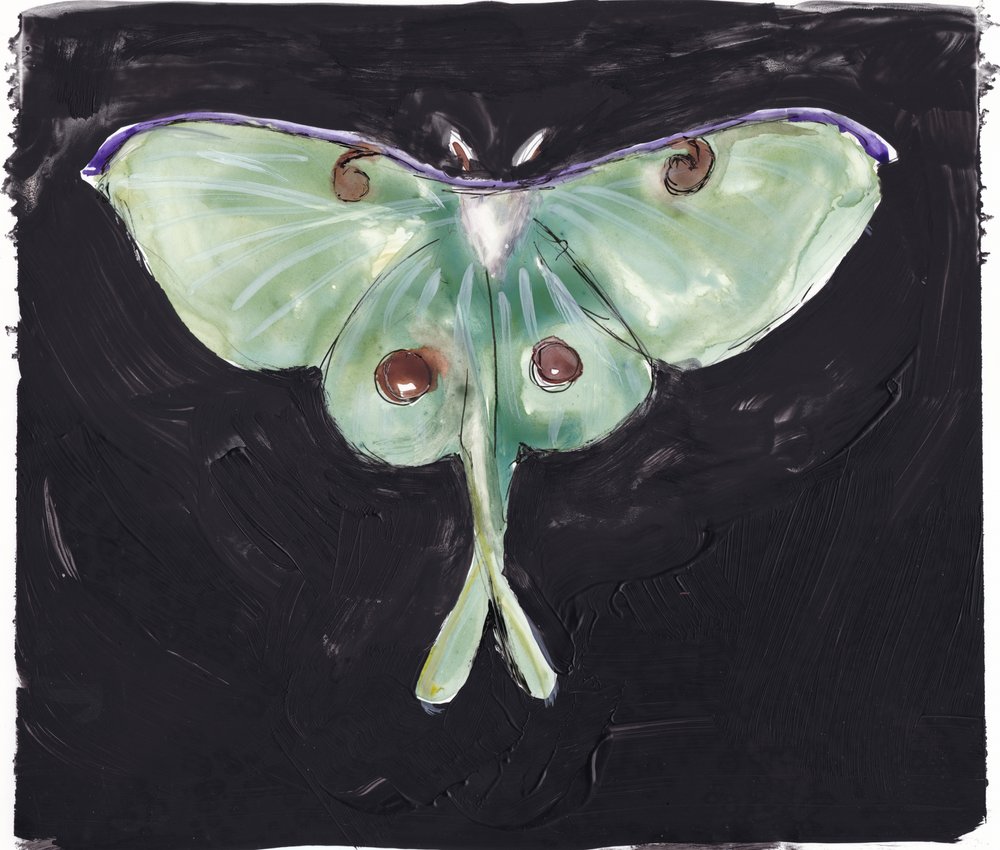 Falena verde della Luna da Christine Lindstrom